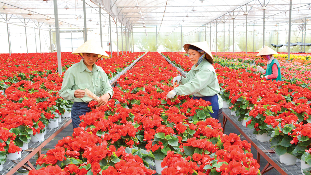 Để nâng cao chất lượng tăng trưởng nông nghiệp