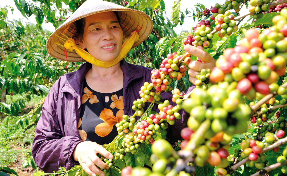 Cơ hội cho người trồng cà phê Robusta ở Lâm Đồng