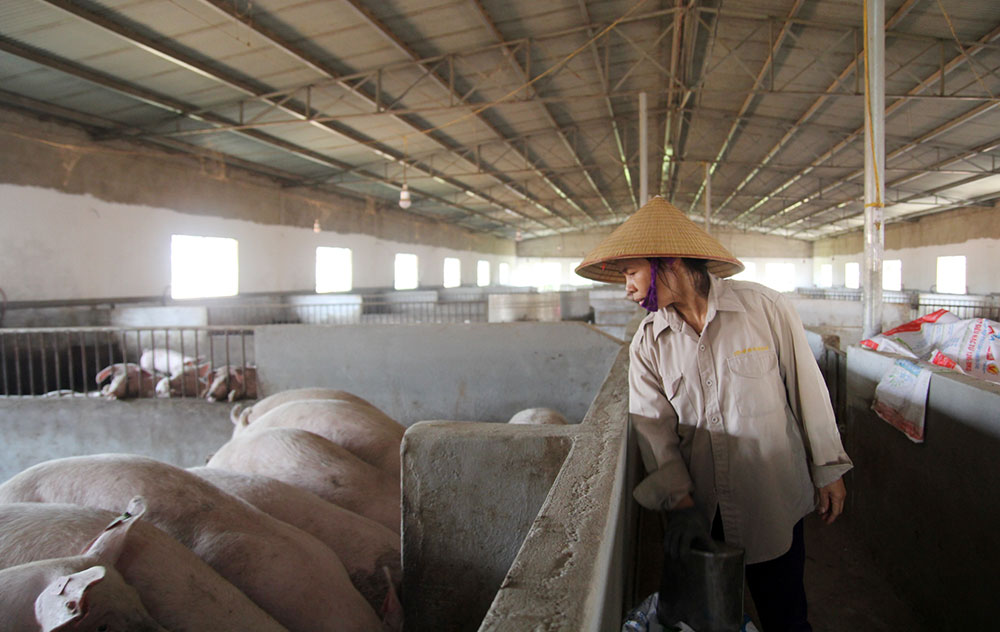 Hợp tác xã chăn nuôi heo VietGAHP Tân Hiệp Phát: Chiếm được lòng tin của người tiêu dùng
