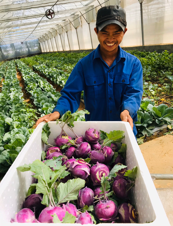 Phát triển nông nghiệp hữu cơ - ghi nhận bước đầu