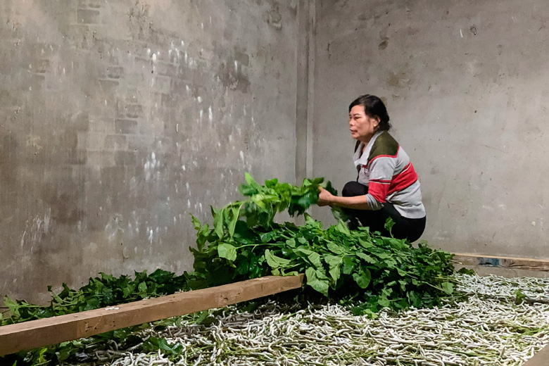 Dâu xanh mướt đất Đam B'ri