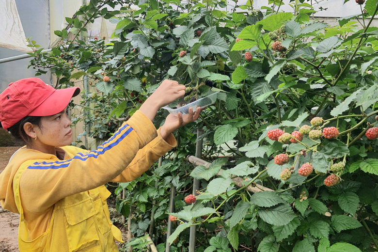 Vùng đất lợi thế phát triển nông nghiệp công nghệ cao