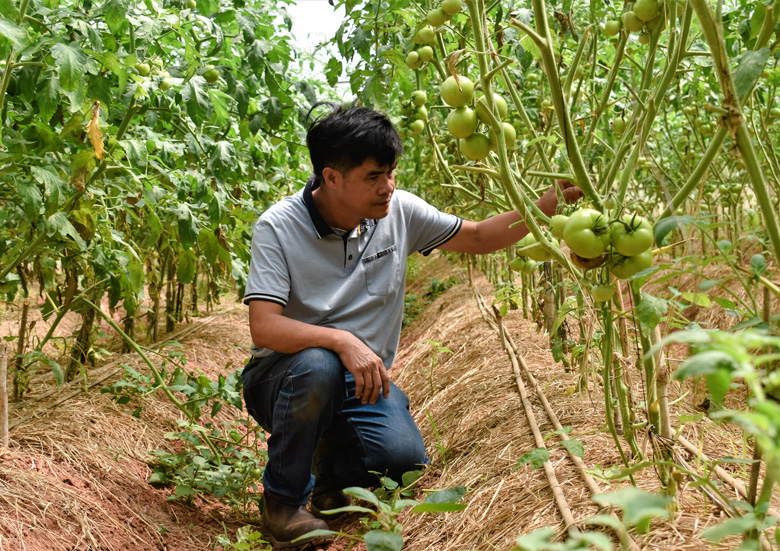 Lộ trình phát triển nông nghiệp xanh