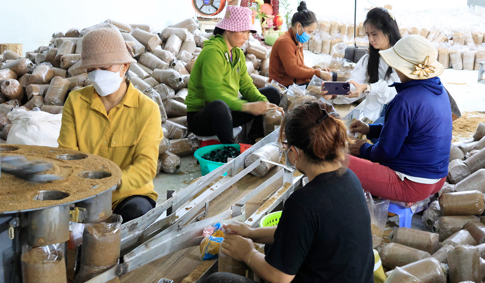 Ứng dụng công nghệ vào sản xuất nấm hồng chi