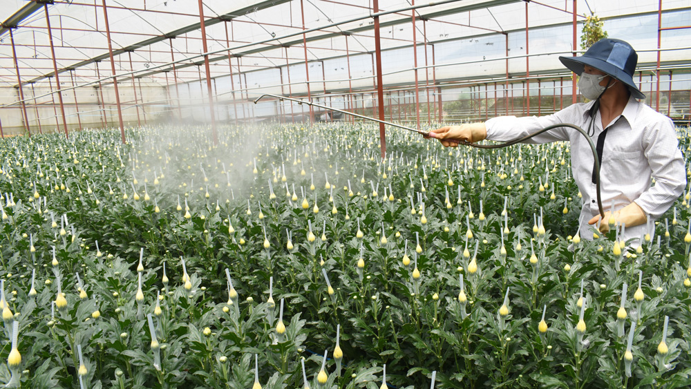 Khi hoa cúc có chế phẩm PNK01