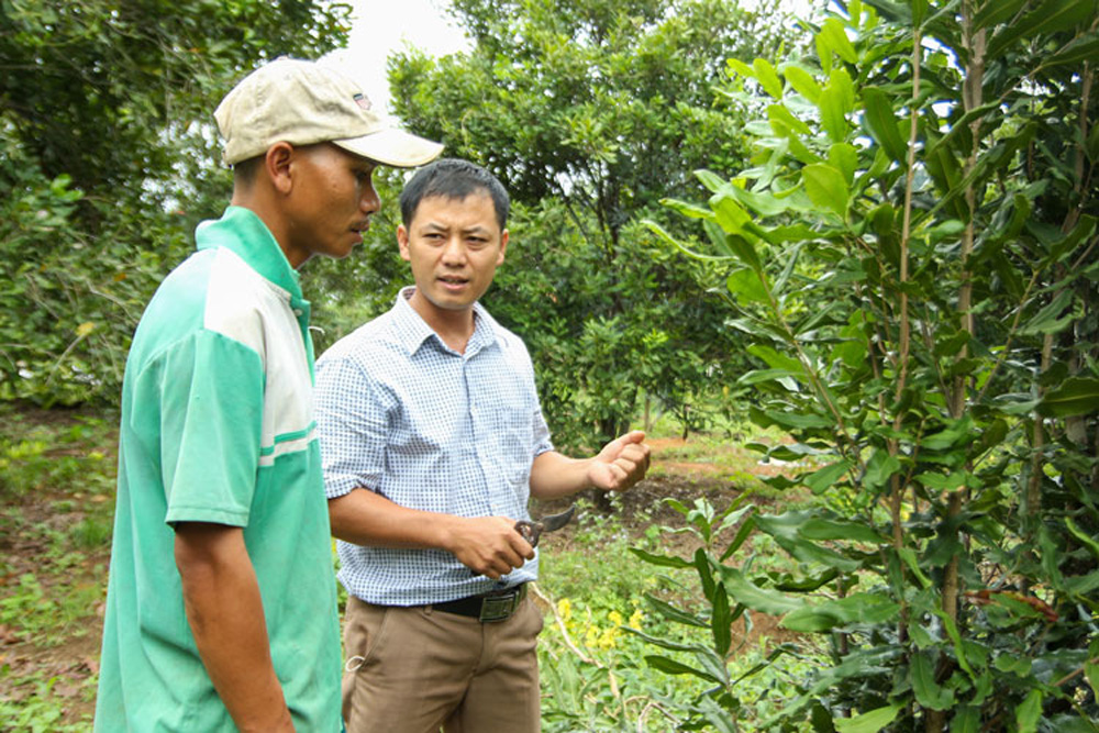 Phát triển cây mắc ca ở Đam Rông