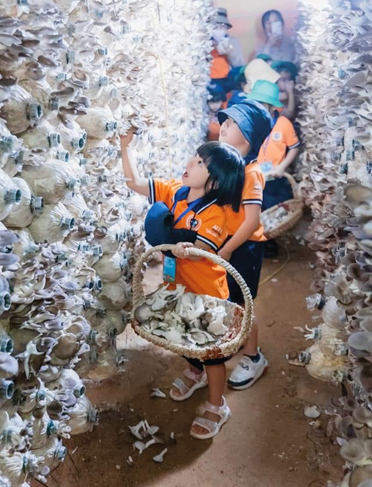 Xây dựng chuỗi giá trị của nấm ở Lâm Đồng