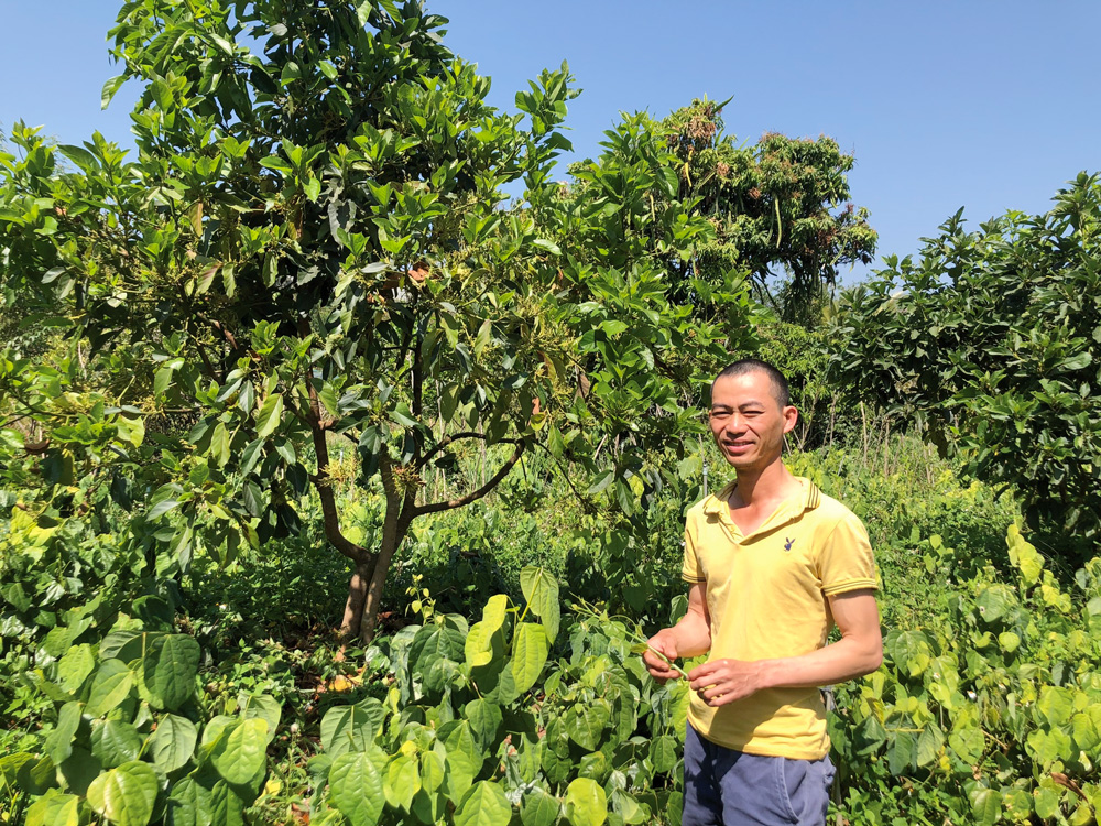 Trồng rau bò khai hướng hữu cơ, nông dân thu nhập bền vững