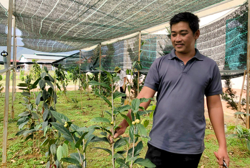 Vườn trà hoa vàng đầu dòng: Nhân nguồn gen quý