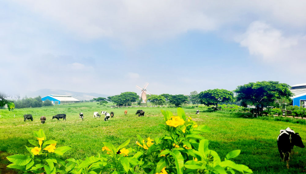 Áp dụng công nghệ 4.0 ở trang trại bò sữa Organic