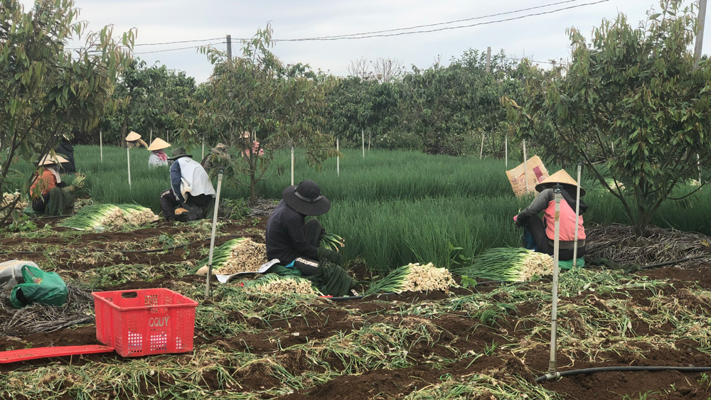 Nông dân trồng rau ''nuôi'' sầu riêng