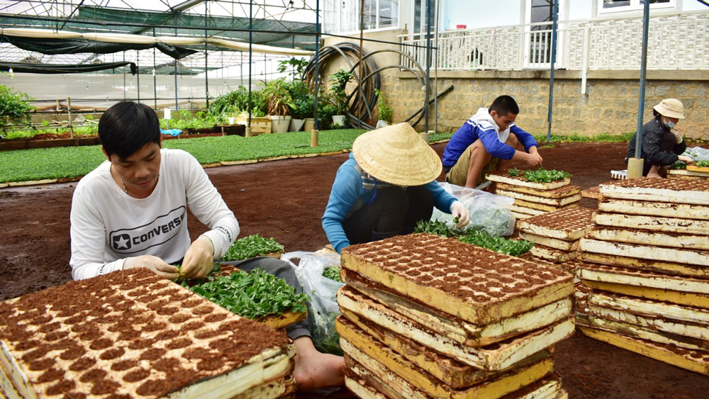 Để có thêm những giống hoa mới cho Đà Lạt
